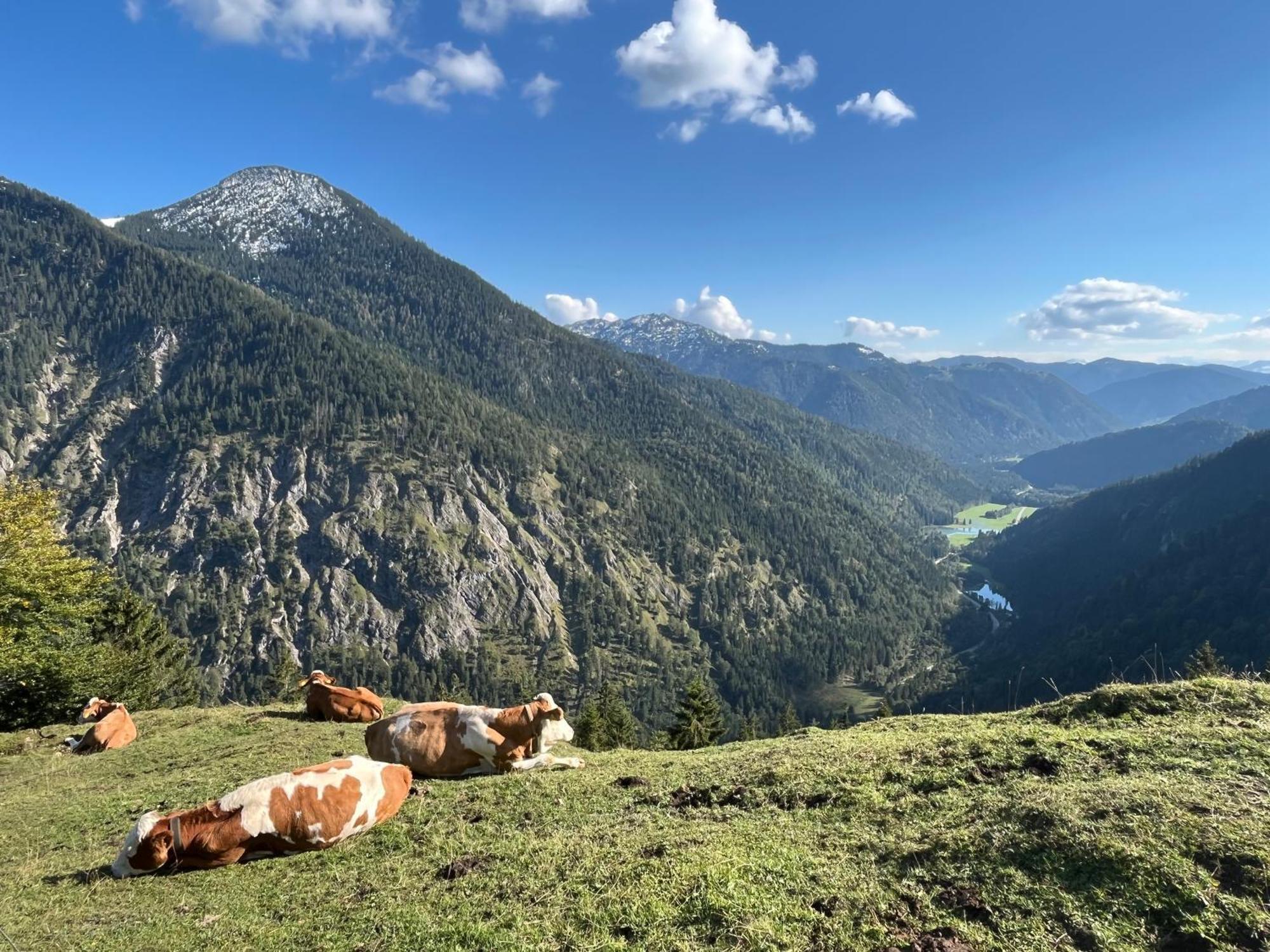Landhaus Renata - Wendelstein Bayrischzell Ngoại thất bức ảnh